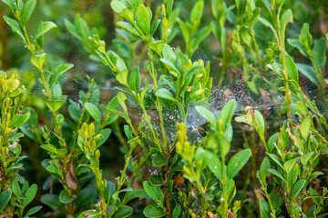Habitat for insects, wildflowers and herbs in rural garden.