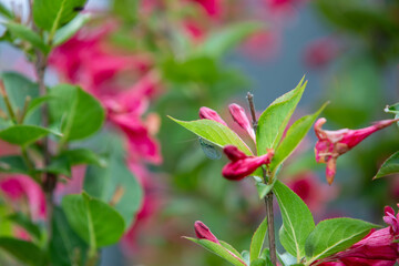 Habitat for insects, wildflowers and herbs in rural garden.