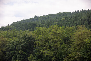 Fototapeta na wymiar Green summer landscape in rural Romania