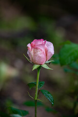 Roses in different hues in natural light