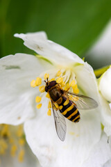Macro of honeybee on flowers, collecting pollen