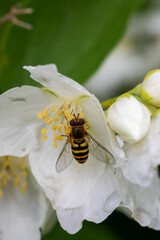 Macro of honeybee on flowers, collecting pollen