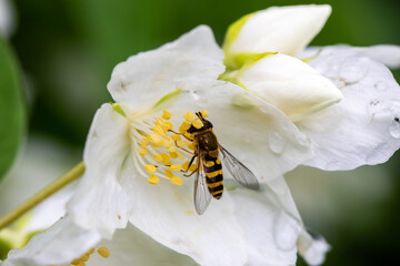 Macro of honeybee on flowers, collecting pollen