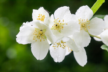 Habitat for insects, wildflowers and herbs in rural garden.