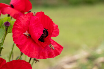 Obraz premium Bees on red common poppy, collecting pollen