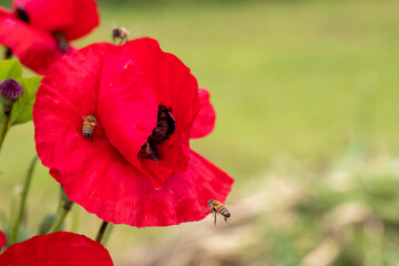 Bees on red common poppy, collecting pollen