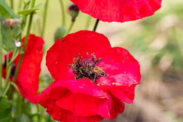 Bees on red common poppy, collecting pollen