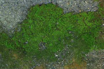 Textured wall with green moss as background, closeup