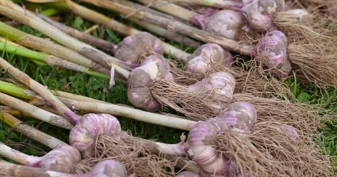 Harvested garlic on the grass while drying in the sun