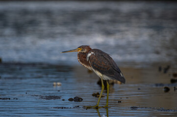 Juvenile Tricolored Heron in Salt Marsh