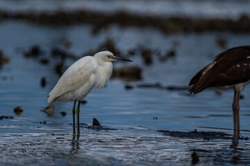 Snowy Egret in Salt Marsh