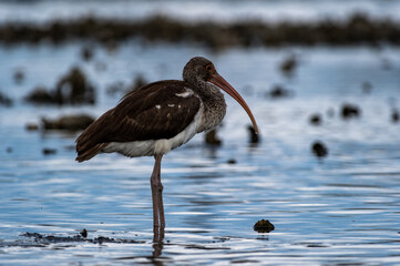 Juvenile White Ibis in Salt Marsh