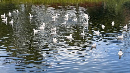 birds in the water