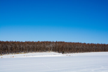 雪原とカラマツ林と青空
