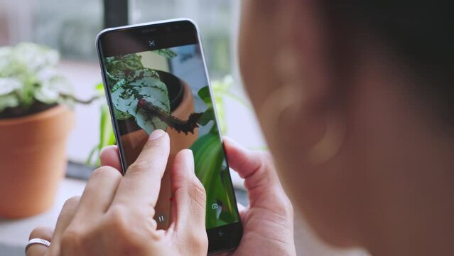 Phone, woman and taking pictures of caterpillar on plant in home. Photography, mobile and female taking a photo of insect on leaf with smartphone for social media post, internet or web blog in house.