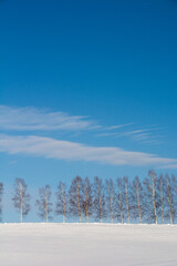 雪の丘の白樺並木と青空
