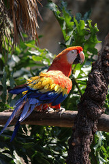 bird of mexico city
