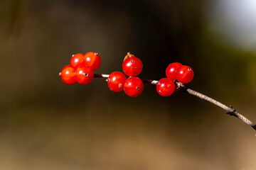 red berries in autumn