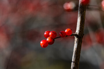 red berries in autumn