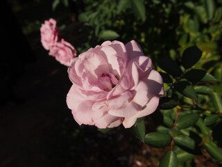 葉の間で日の光を浴びるピンク色のバラの花一輪