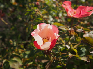 葉の間で日の光を浴びる紅白のバラの花一輪