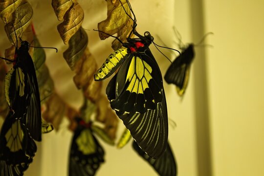 Just hatched Common Birdwing, Troides rhadamantus, butterfly, waiting for wings to dry.