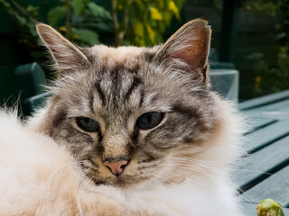 Blue-eyed Danta the cat posing on camera in the garden