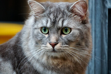 Naklejka na ściany i meble Close up of Milo the Siberian cat.
