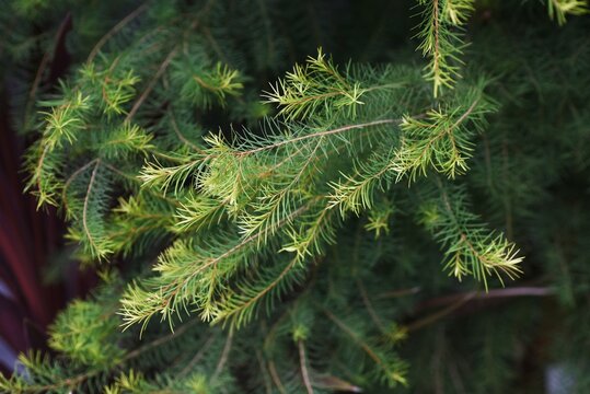 Melaleuca alternifolia ( Narrow-leaved paperbark Tea tree ). Myrtaceae evergreen tree native to Australia. Tea tree oil extracted from the leaves is used for disinfection and skin care.