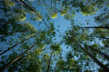 Obraz premium trees and sky