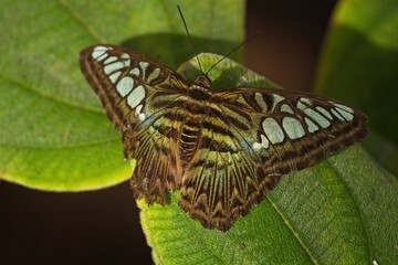 Fototapeta na wymiar Brown, green and white butterfly on green leaves.