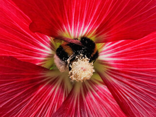 Bee on Alcea Rosea Flower