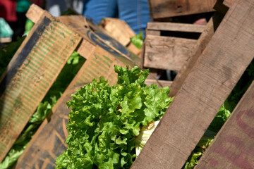 Boxes of fresh agroecological organic raw lettuces from a sustainable healthy farming system. Concepts: nutrition and sustainability in agricultural production.
