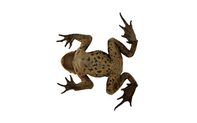 Frog with open mouth on white background