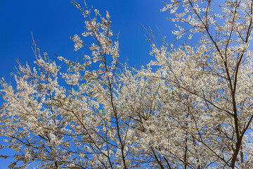 Sunny view of the beautiful pear tree blossom in Wuling Farm