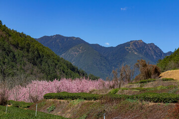 Fototapeta na wymiar Sunny view of the beautiful cherry blossom in Wuling Farm