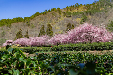 Sunny view of the beautiful cherry blossom in Wuling Farm