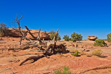 A dead fallen tree at Canyon de Chelle, Arizona. small Juniper trees and bushes are around the tree.