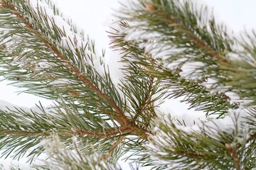branch in the snow
winter
snow covered trees and branches
snow on a branch
snow on the tree
tree branch in the snow
spruce branch in the snow
pine branch in the snow
fir branch in the snow
branch unde