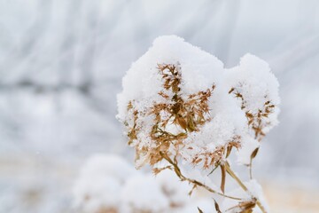 branch in the snow
winter
snow covered trees and branches
snow on a branch
snow on the tree
tree branch in the snow
spruce branch in the snow
pine branch in the snow
fir branch in the snow
branch unde