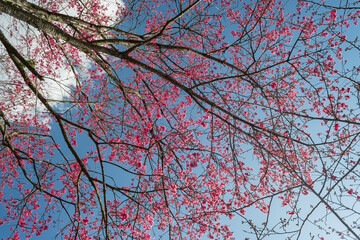 Sunny view of the beautiful cherry blossom