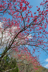 Sunny view of the beautiful cherry blossom