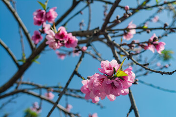 Sunny view of the beautiful cherry blossom