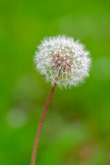 Obraz premium たんぽぽの綿毛