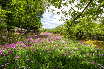 Fototapeta premium 花菖蒲園