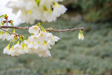 Sunny view of the beautiful cherry blossom