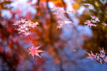 水面と落ち葉　秋のイメージ