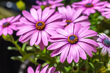 デイジーの花　春のイメイメージ