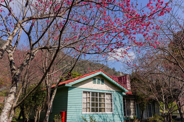 Sunny view of the beautiful cherry blossom