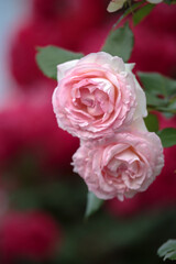 バラの花　屋外イメージ